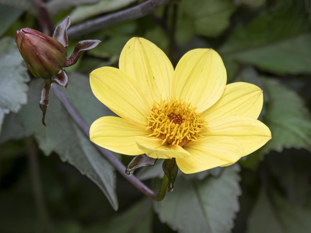 mooie gele dahlia-variëteit hertog van york foto