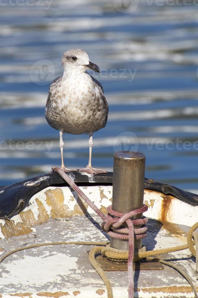 meeuw op een oude vissersboot foto