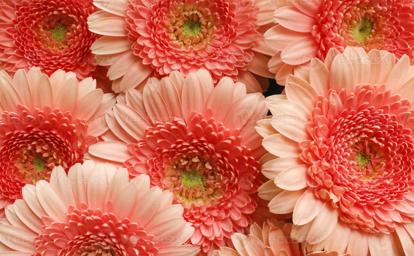 grote roze bloemen foto