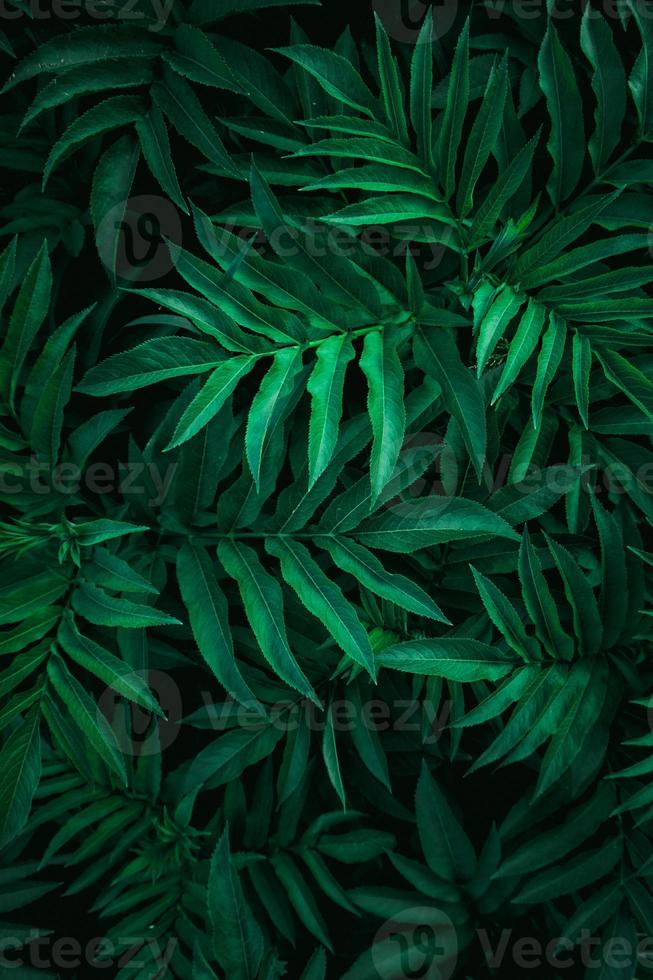 groene plant bladeren in de natuur foto