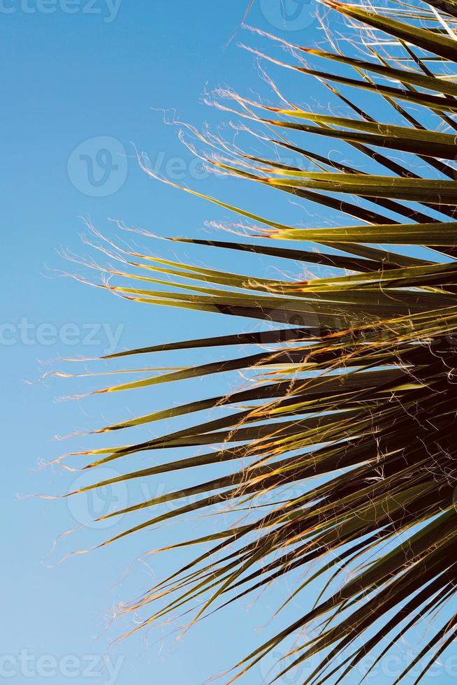 palmbladeren en blauwe lucht foto