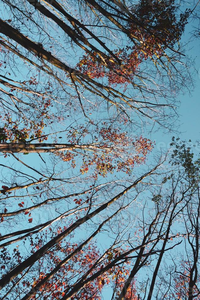 bomen met rode en bruine bladeren in het herfstseizoen foto