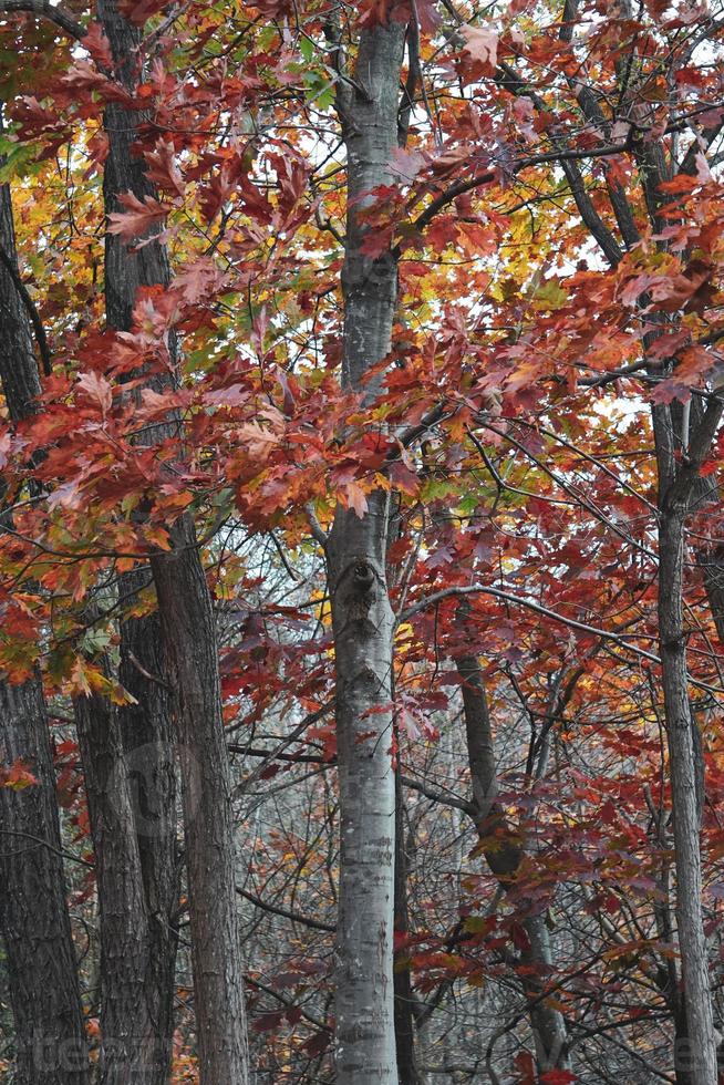 bomen met rode en bruine bladeren in het herfstseizoen foto