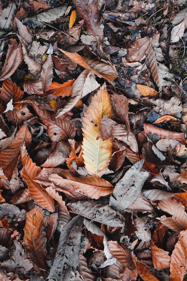 bruine droge bladeren op de grond in het herfstseizoen foto