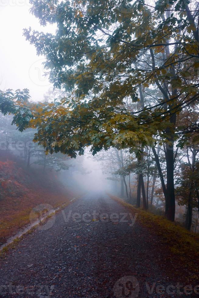 weg in de bergen met mist in het herfstseizoen foto