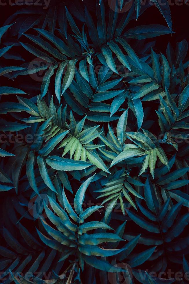blauwe plantenbladeren in het lenteseizoen foto