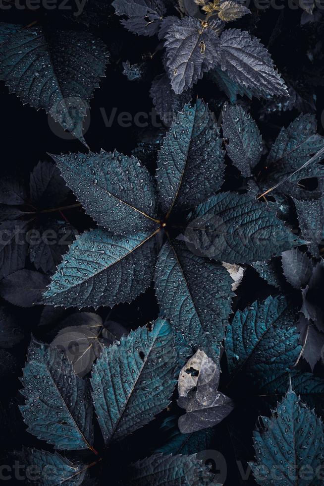 blauwe plantenbladeren in het lenteseizoen foto