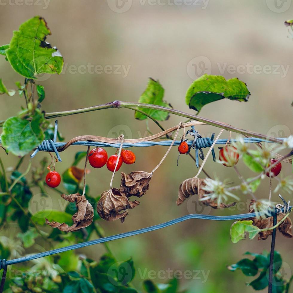 planten op de prikkeldraadomheining foto