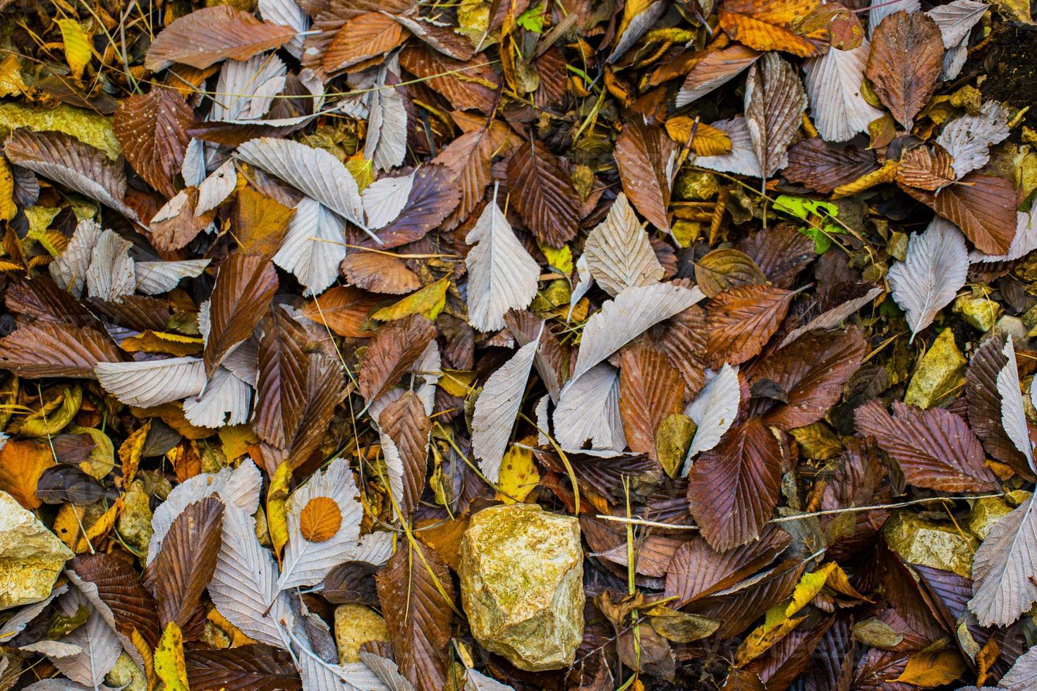 bladeren vallen op de grond foto