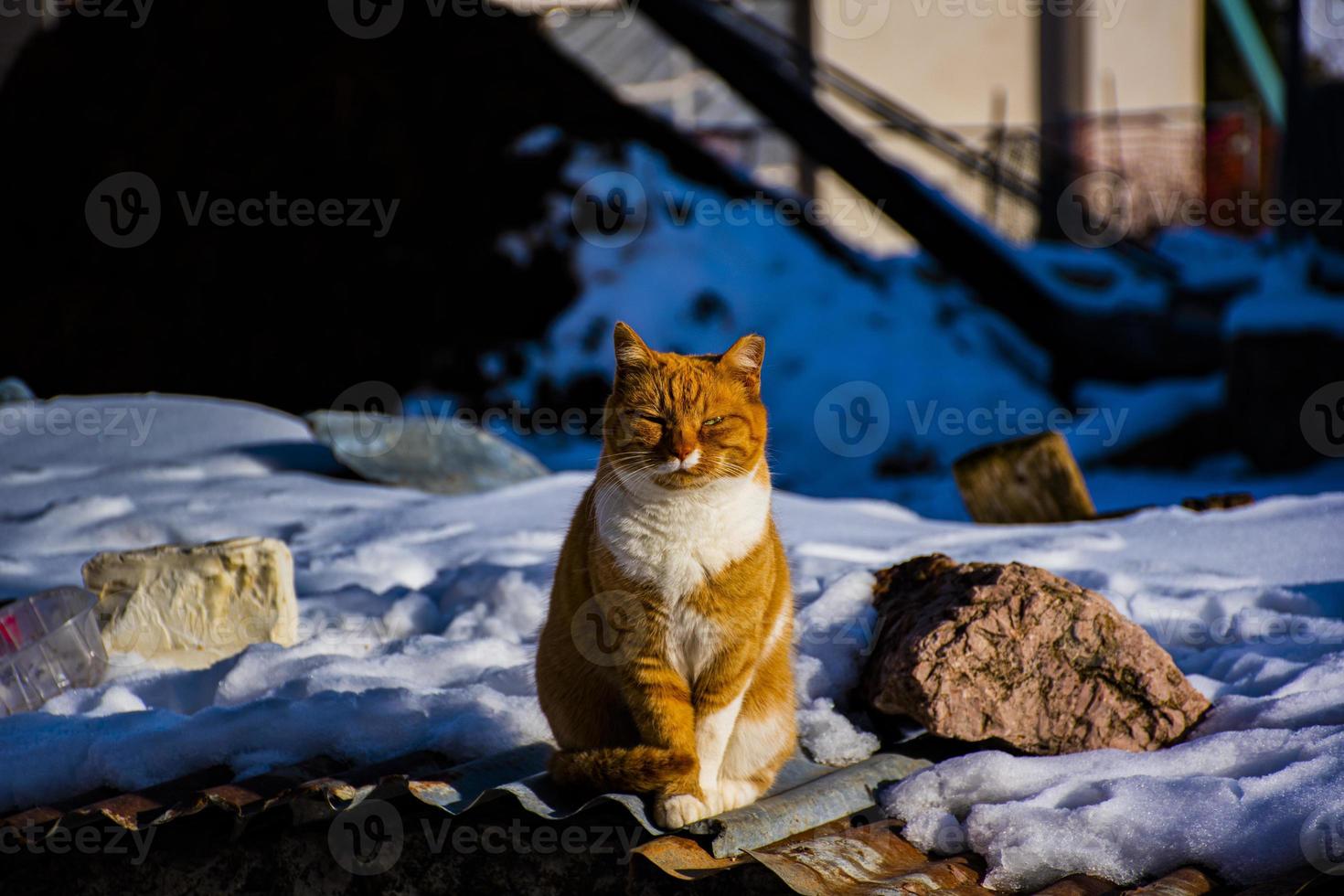 oranje en witte kat foto