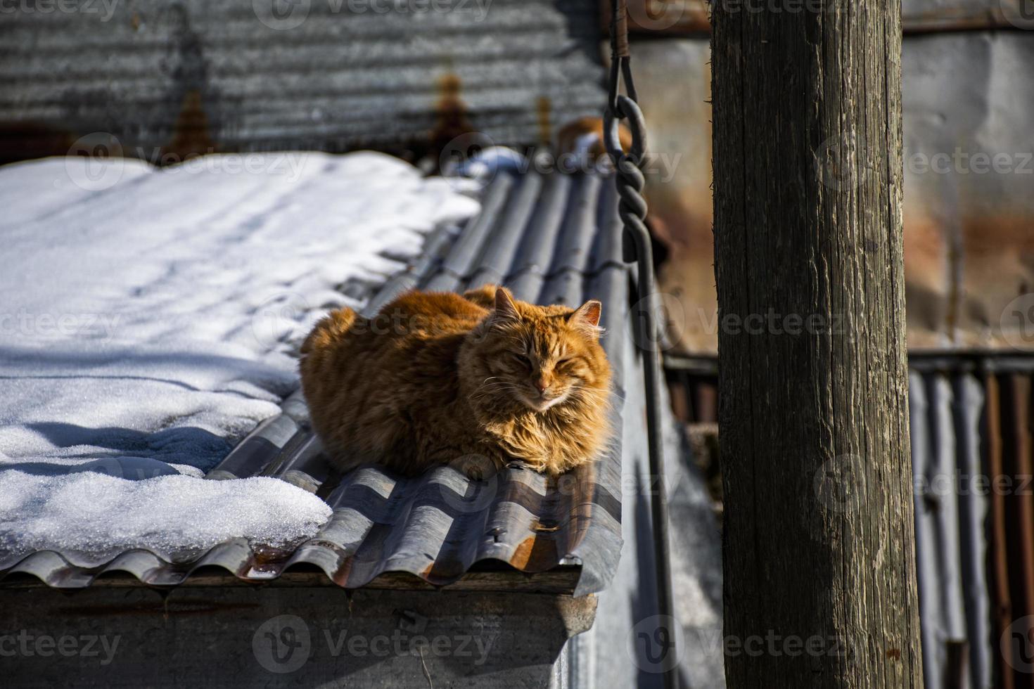 kat in de zon foto