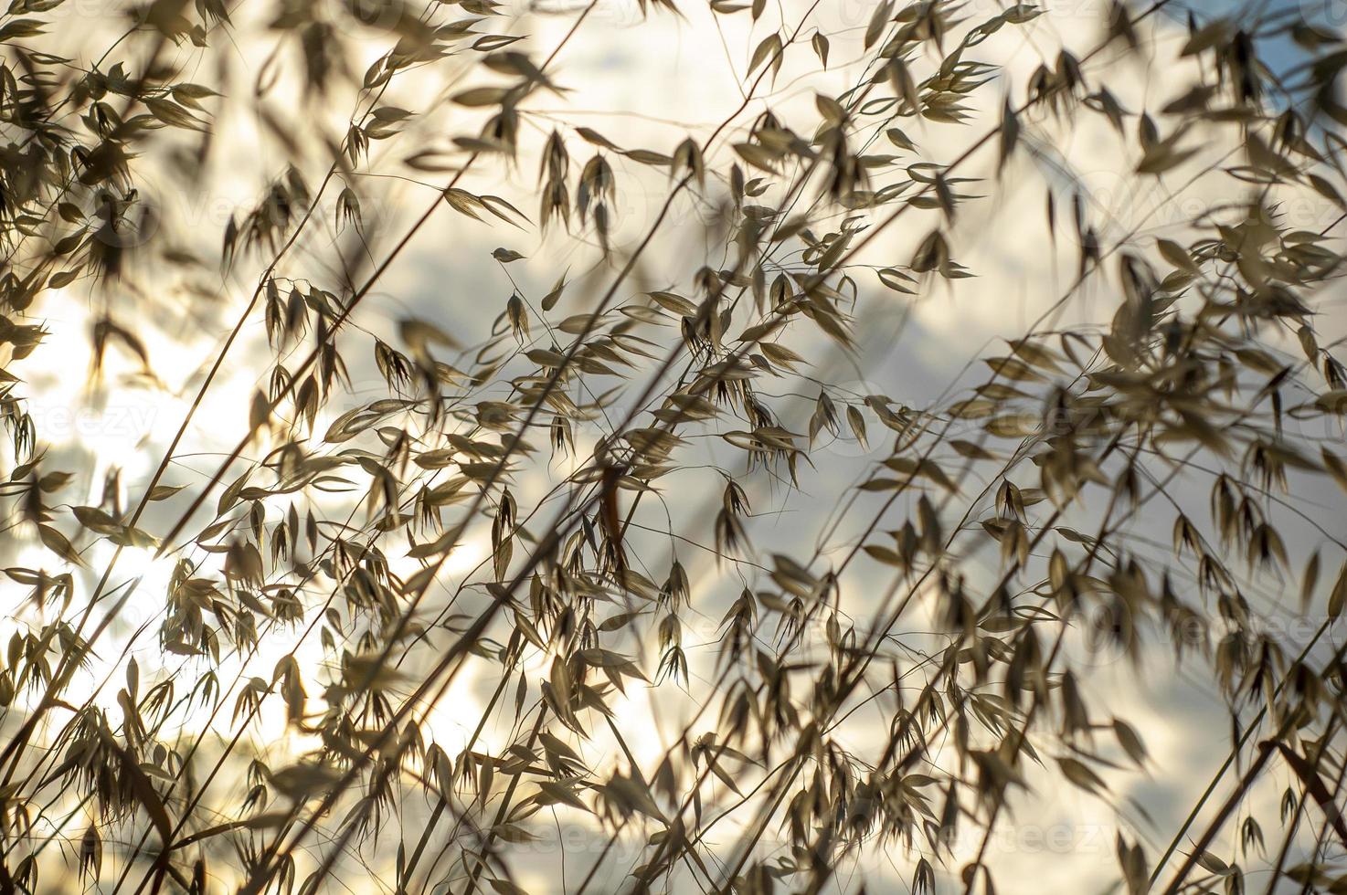 prachtig droog gras uitzicht tegen de lucht foto