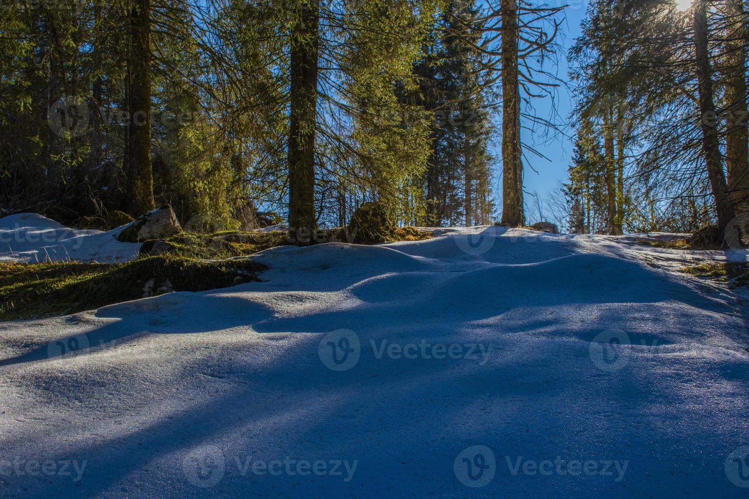 sneeuw en bos foto