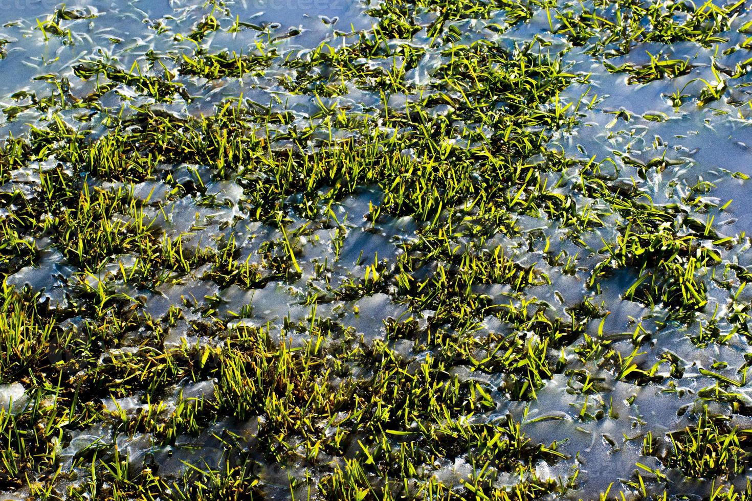 gras en smeltend ijs foto