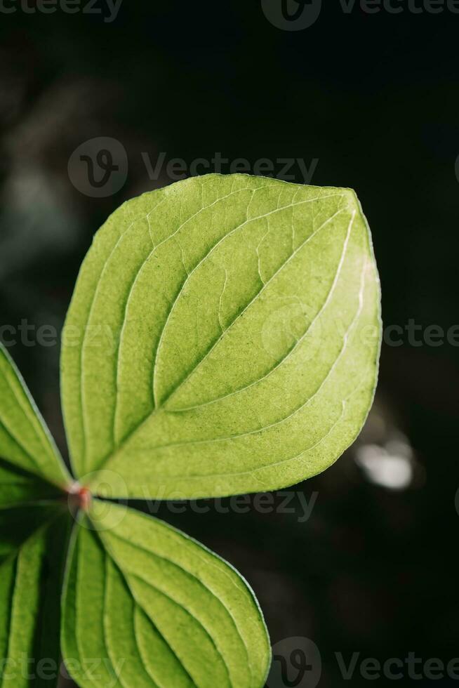 Parijs quadrifolia detailopname. een perfect fabriek steekproef. foto