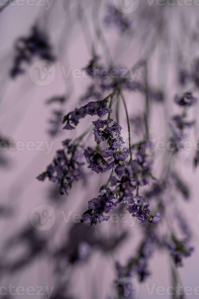 Purper lavendel bloemen Aan een Purper achtergrond. foto