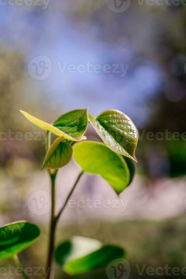 een Afdeling met jong bladeren Aan een wazig natuurlijk achtergrond. foto