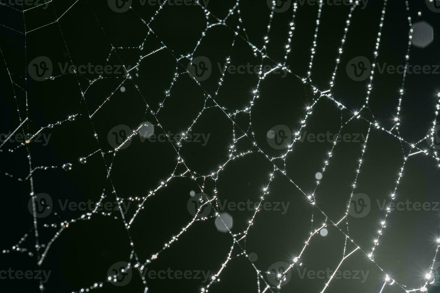 spinnenwebben met druppels na de ochtend- regen. foto