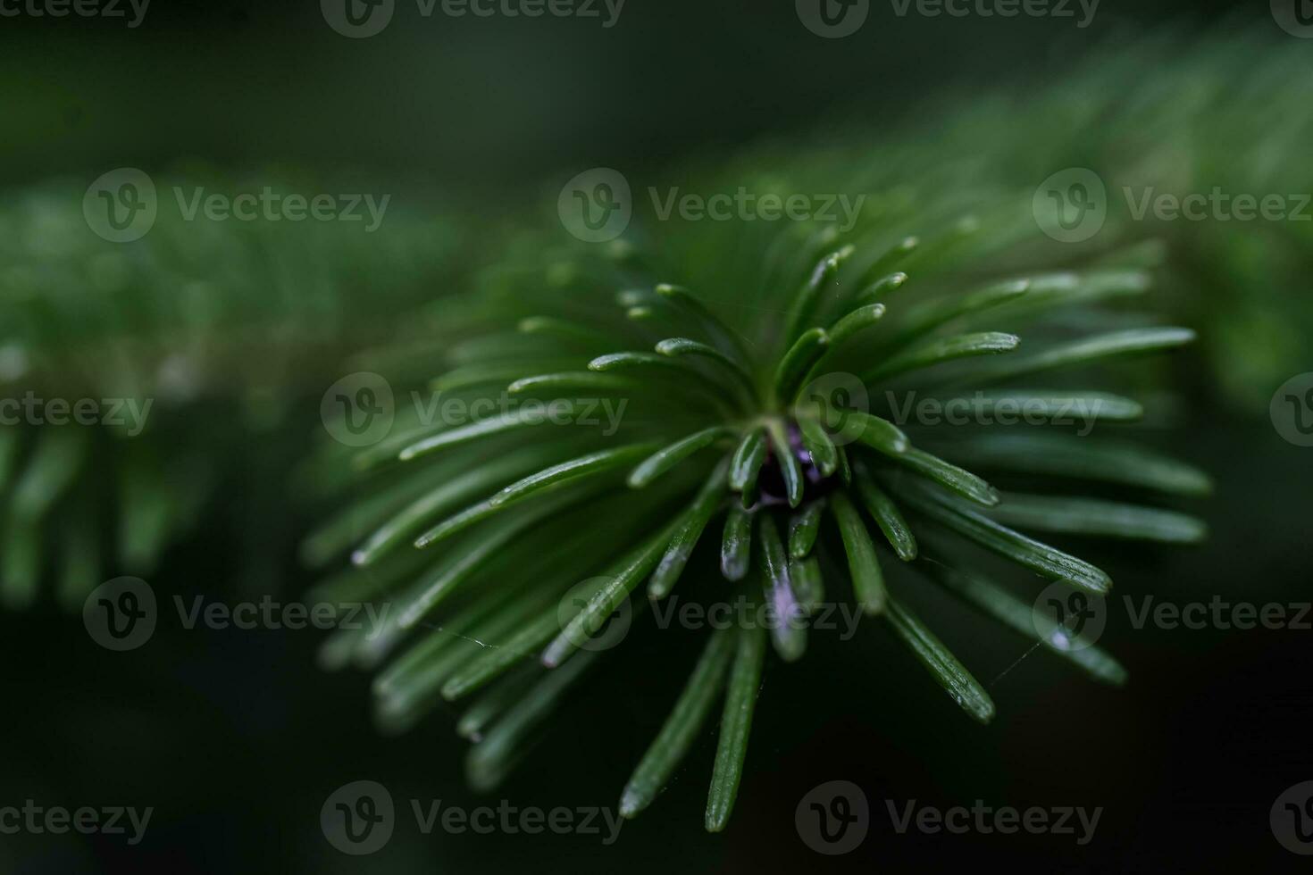 de Afdeling van de Kerstmis boom in detailopname. foto