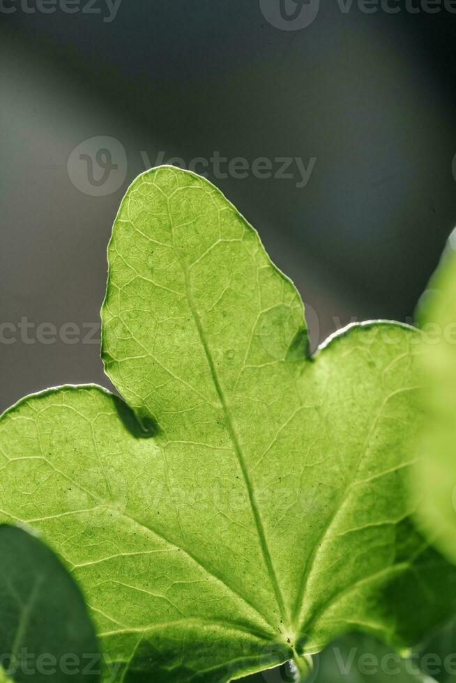 de blad van de huis fabriek is dichtbij. foto