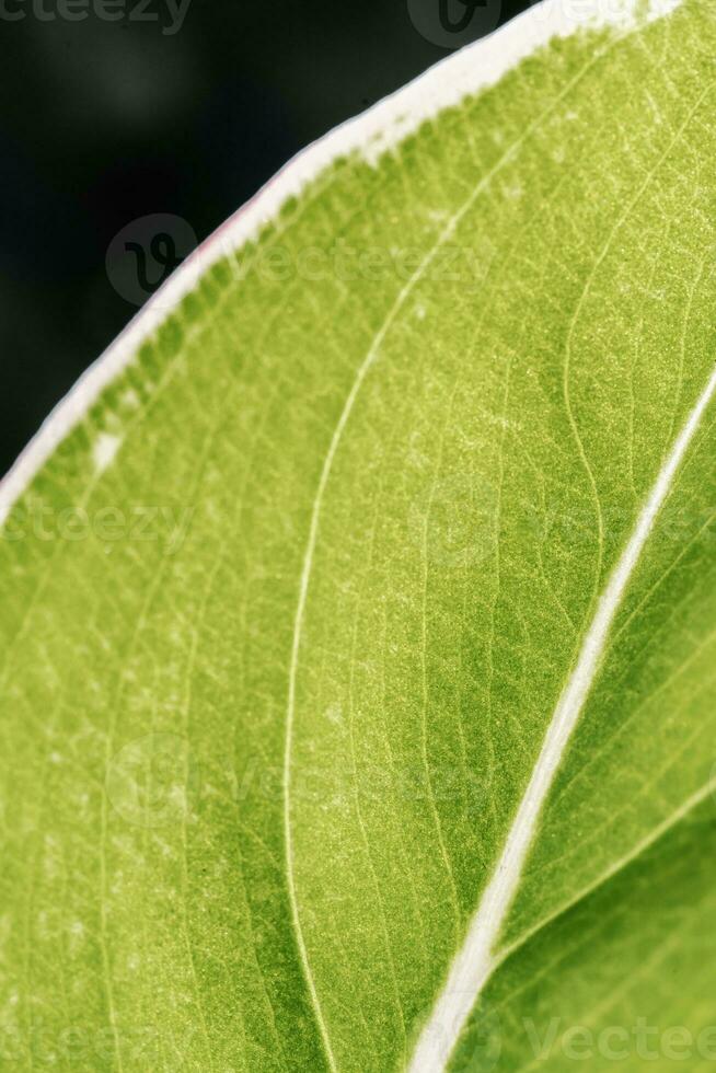 de blad van de huis fabriek is dichtbij. foto