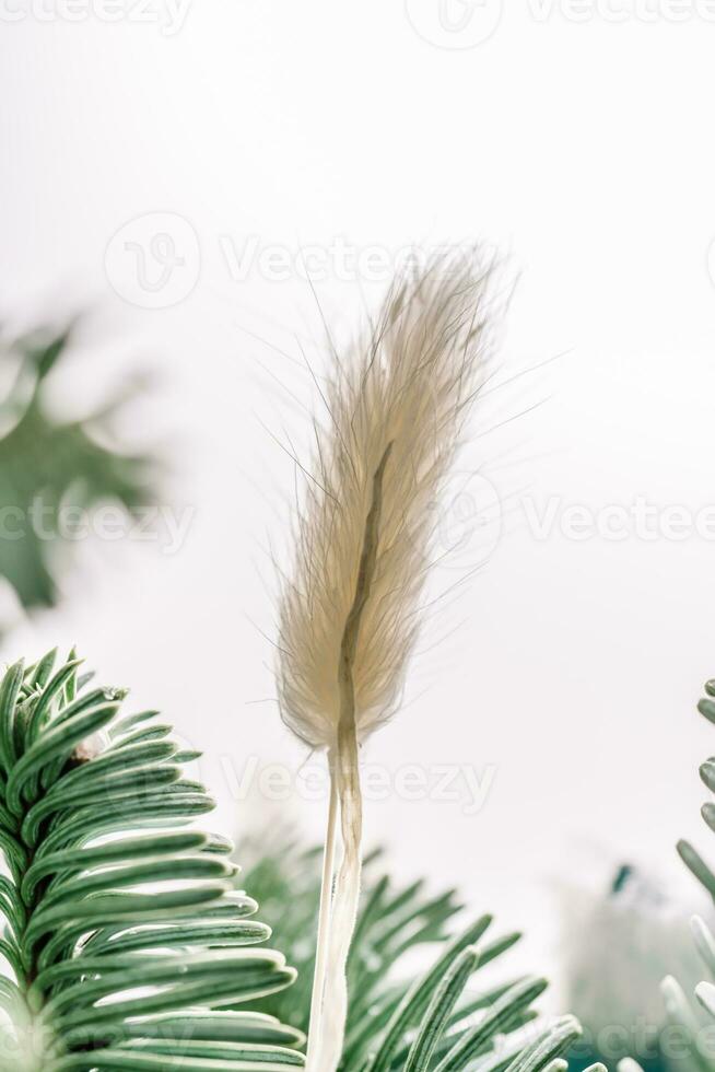 decoratief droog bloem Aan een wit achtergrond. foto