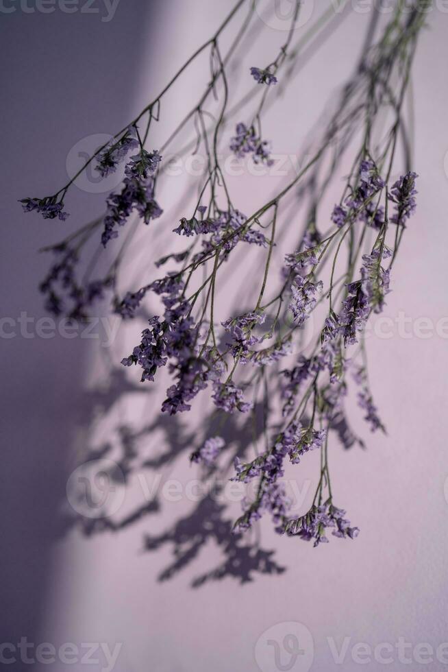Purper lavendel bloemen Aan een Purper achtergrond. foto