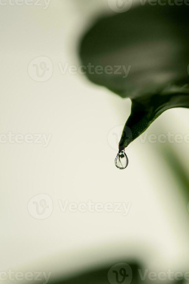 een groen blad van een kamerplant in detailopname. foto