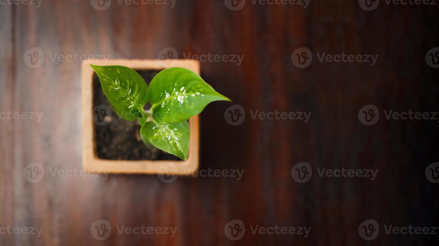 kleine dieffenbachia op pot foto