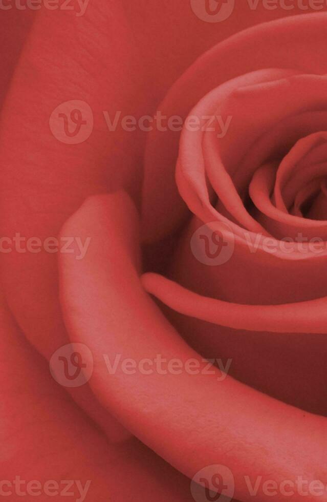 detailopname visie van rood roos mooi backdrop foto