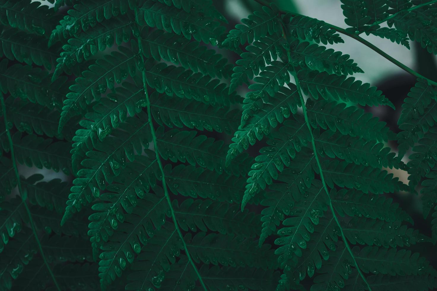 de groene bladachtergrond die de liefde voor de natuur en het milieu laat zien foto