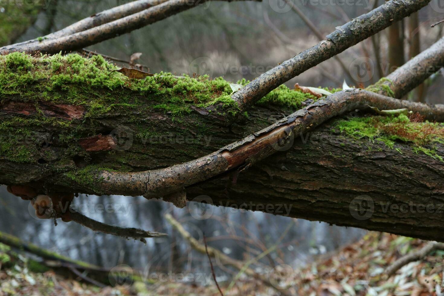 herfst Woud atmosfeer, mos gedekt gedaald bomen foto