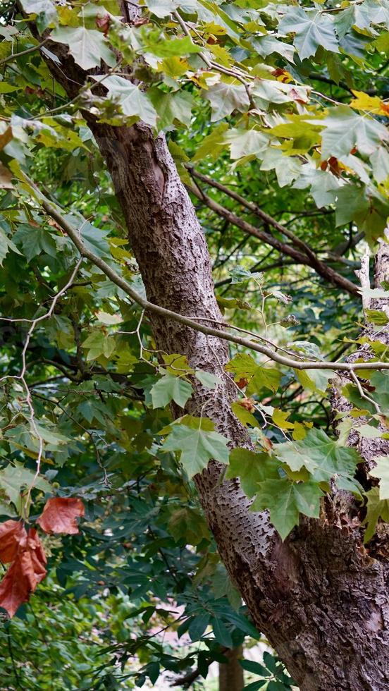 boomstam met groene bladeren in de lente foto