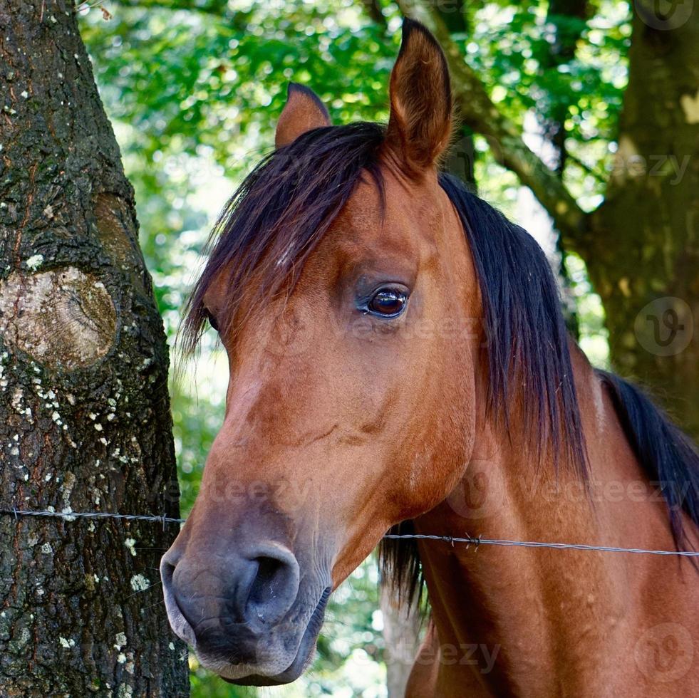 mooi bruin paardportret foto