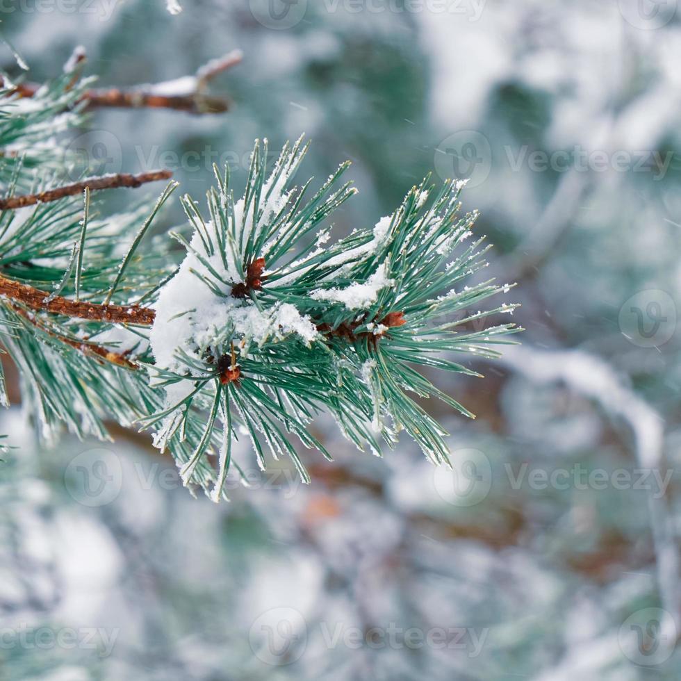 sneeuw op de bladeren van de dennenboom foto