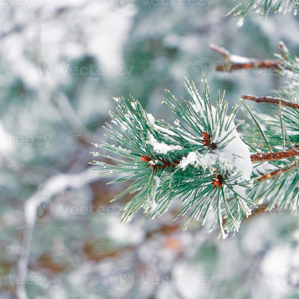 sneeuw op de bladeren van de dennenboom foto