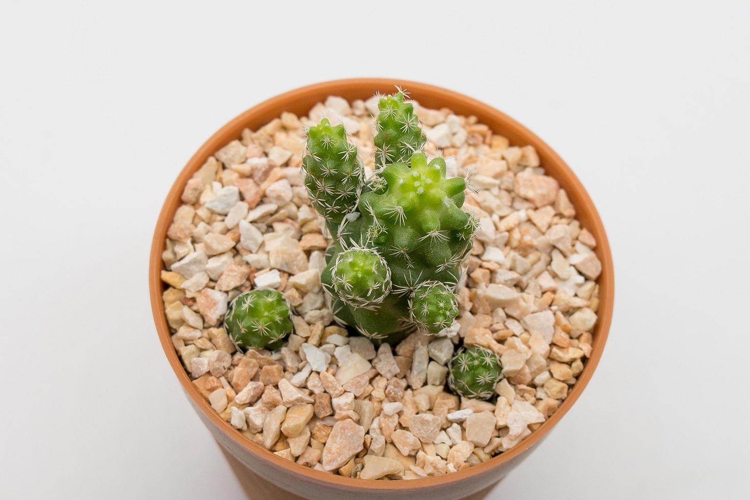cactus op een witte achtergrond foto