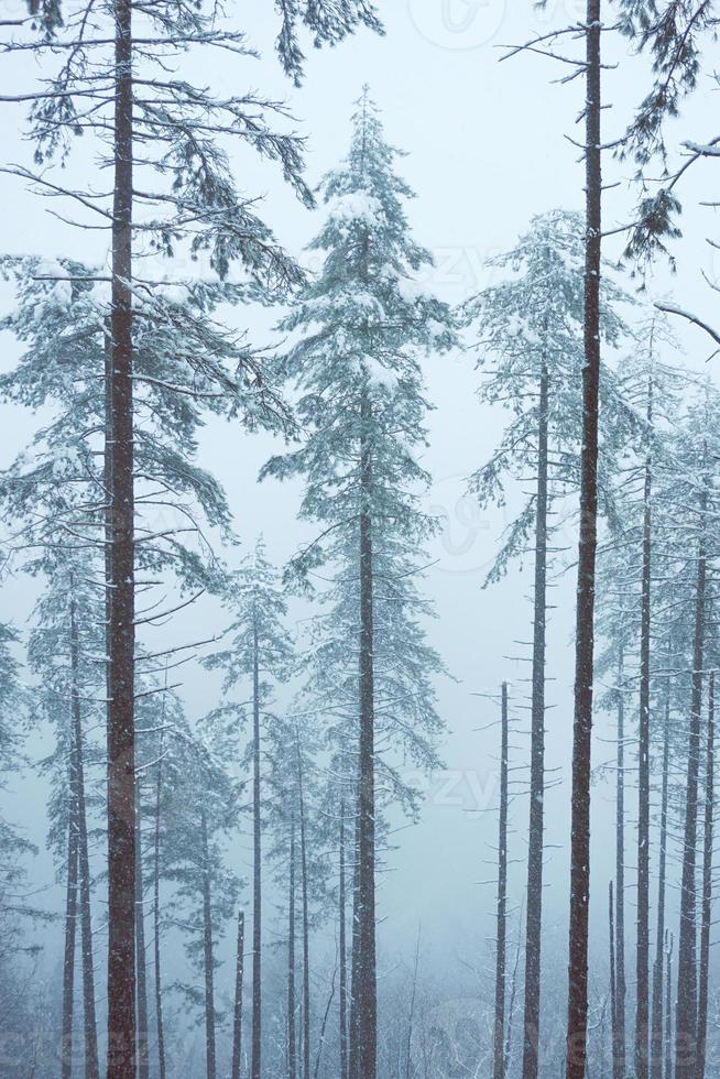 sneeuw in het bos in het winterseizoen foto