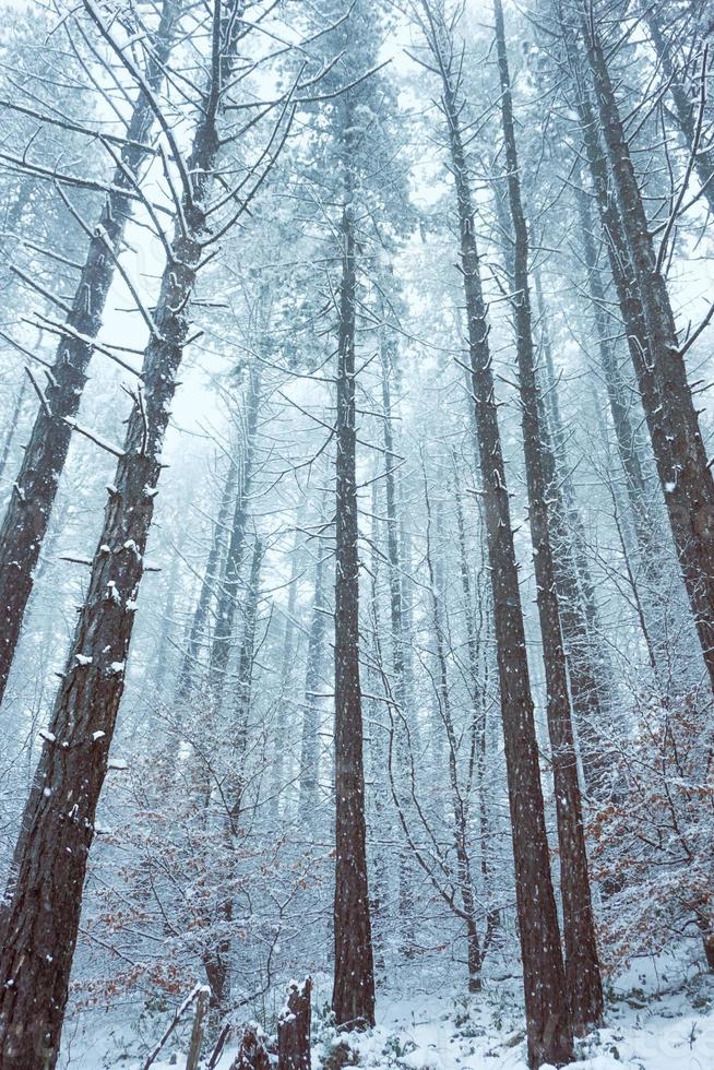 sneeuw in het bos in het winterseizoen foto