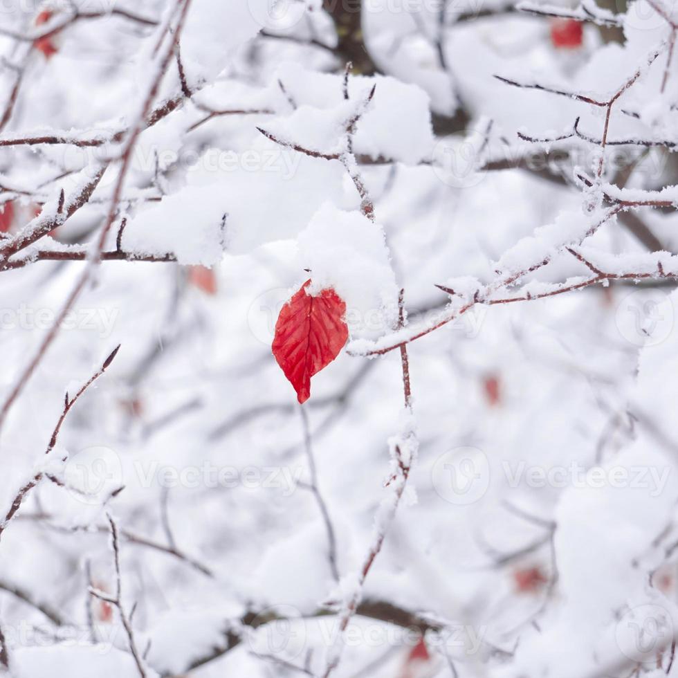 sneeuw op het rode blad foto