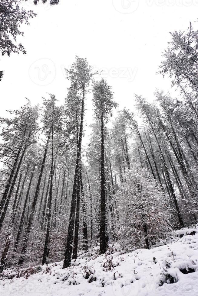 sneeuw in het bos in het winterseizoen foto