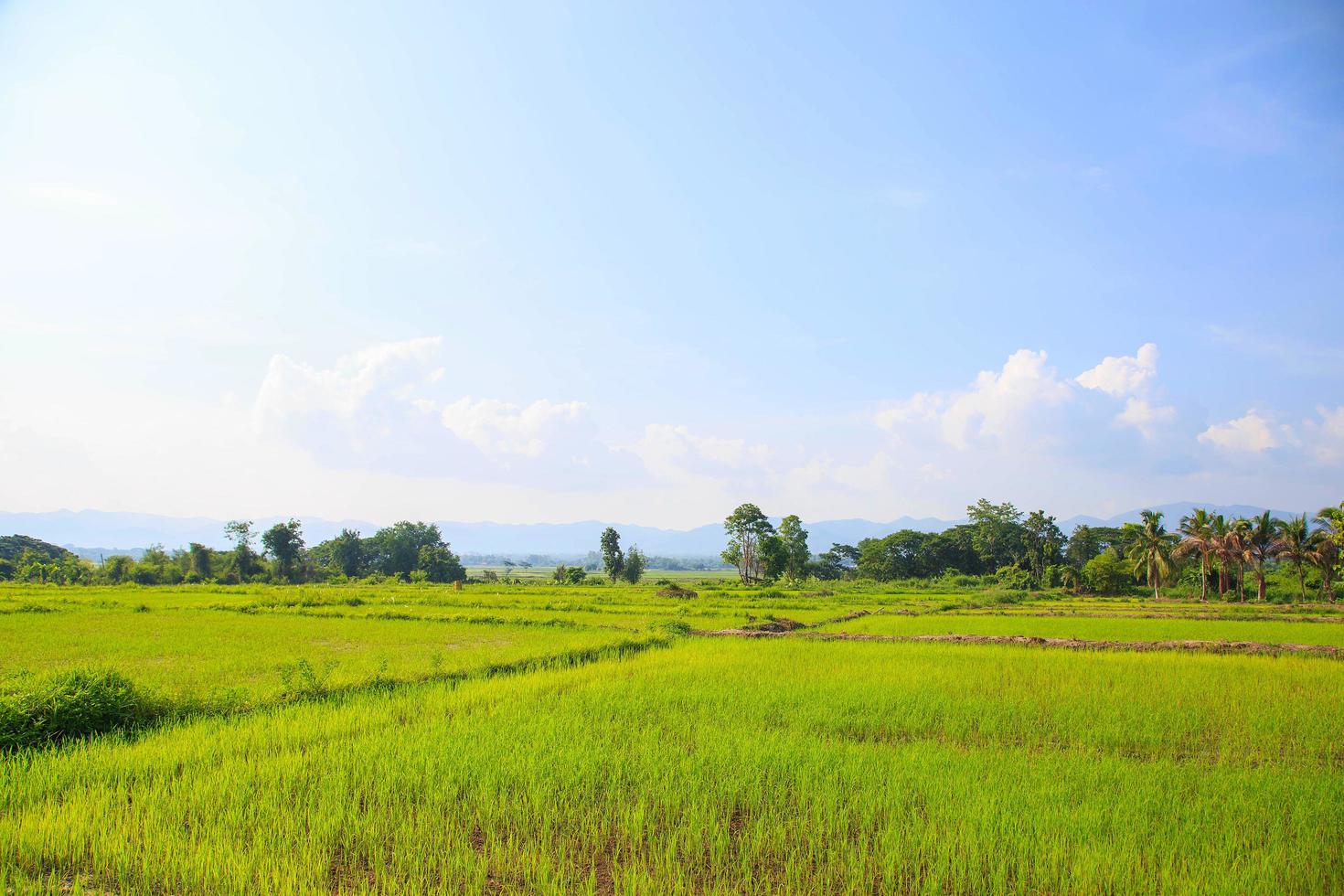 rijstvelden en pas geplante zaailingen foto