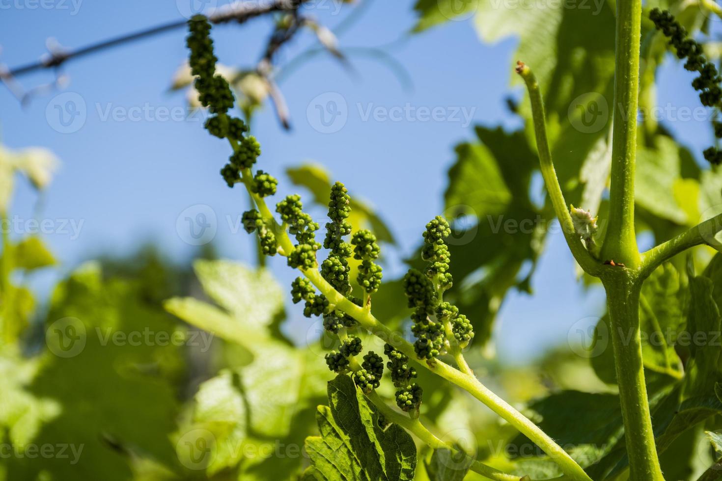 kleine groene druiven foto