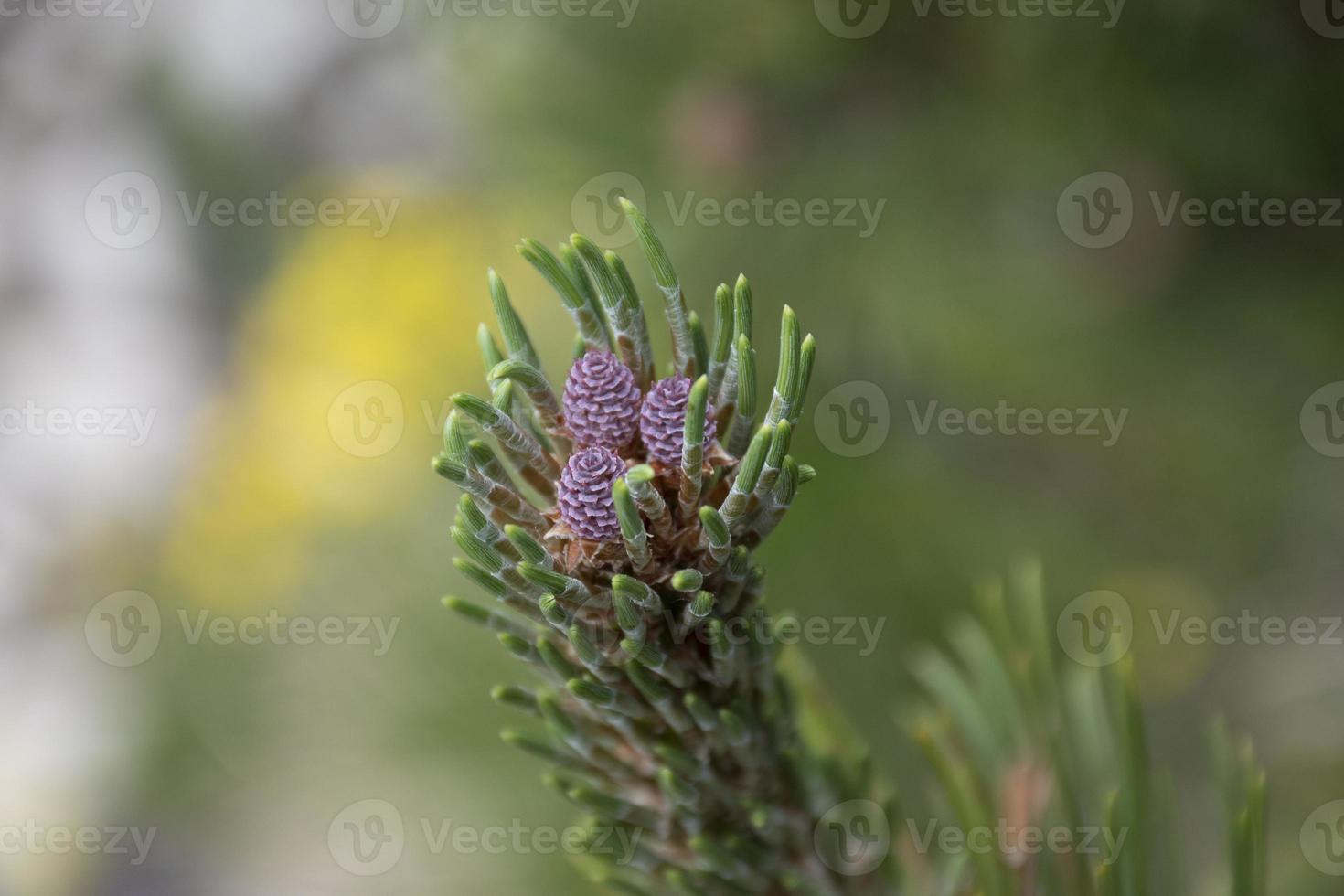 dwerg dennenappel knoppen foto