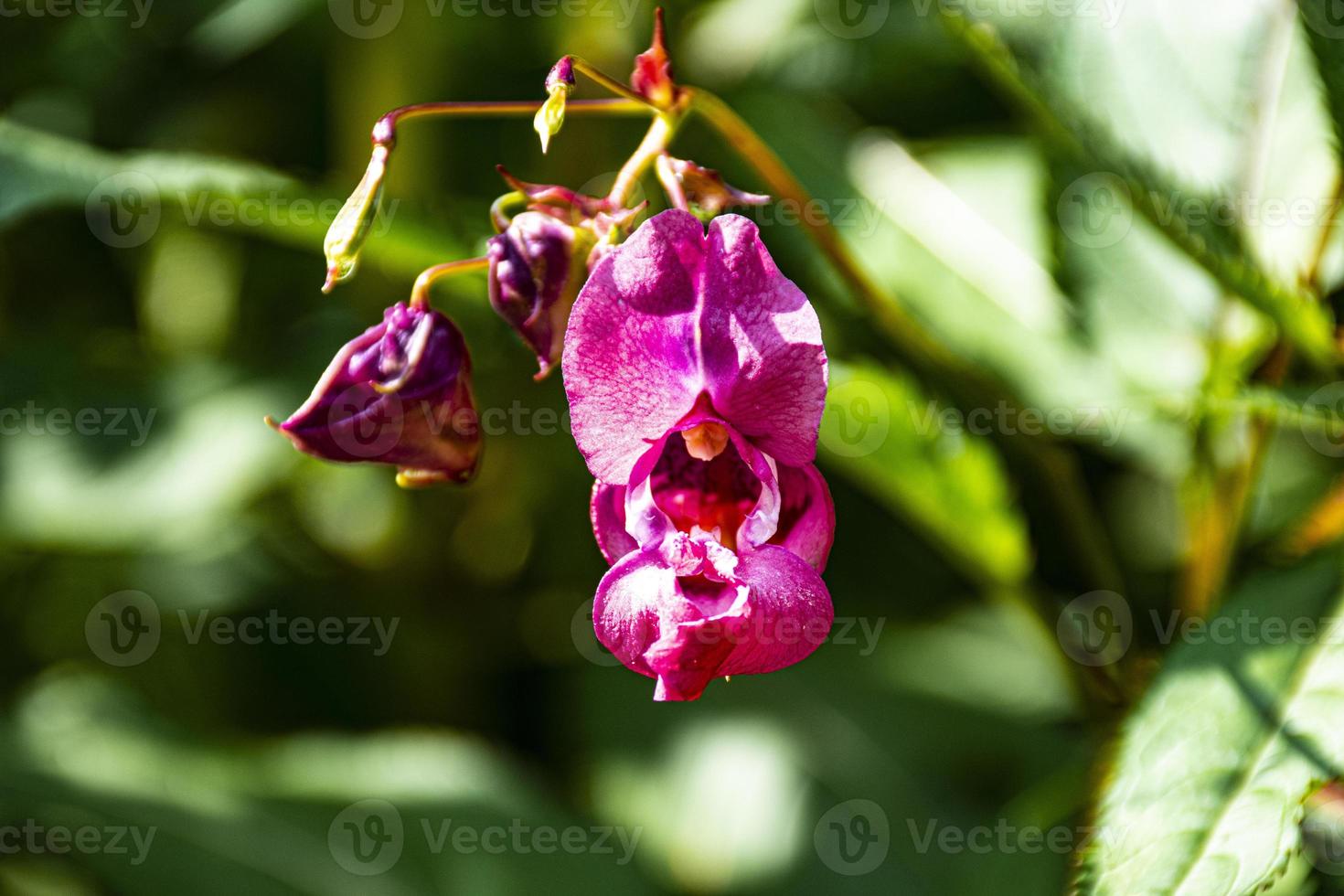 roze wilde orchideeën foto