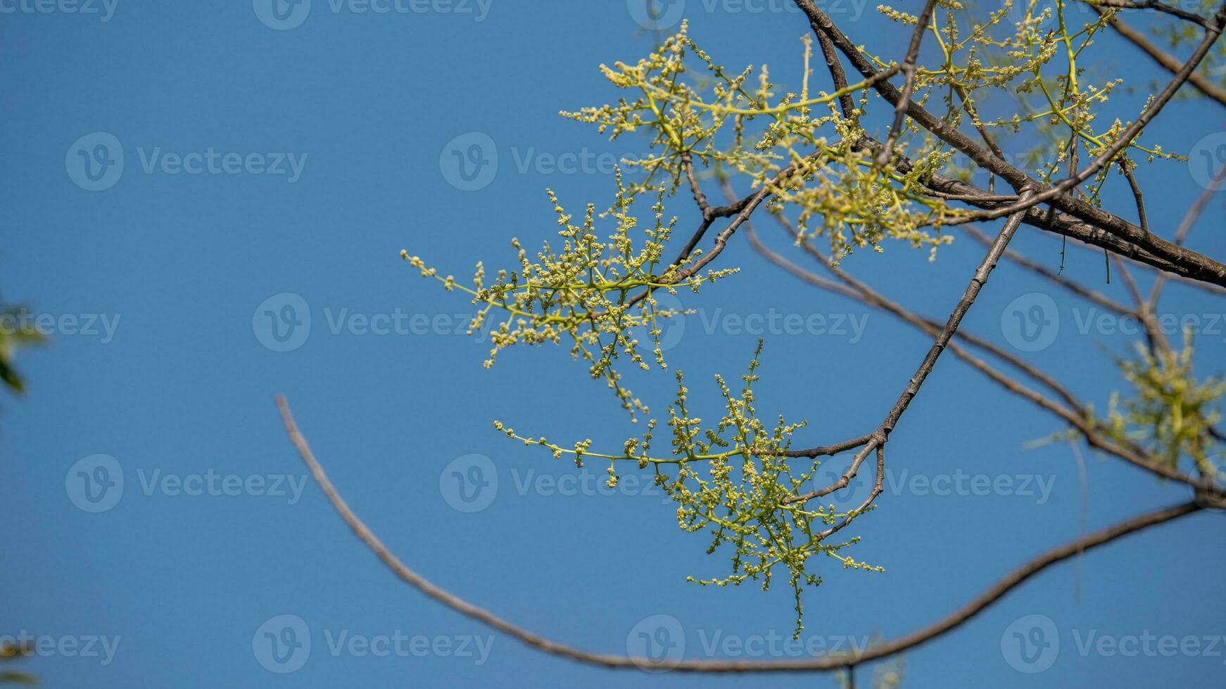 spondia's pinnata lf kurz bloeiend in de tuin foto