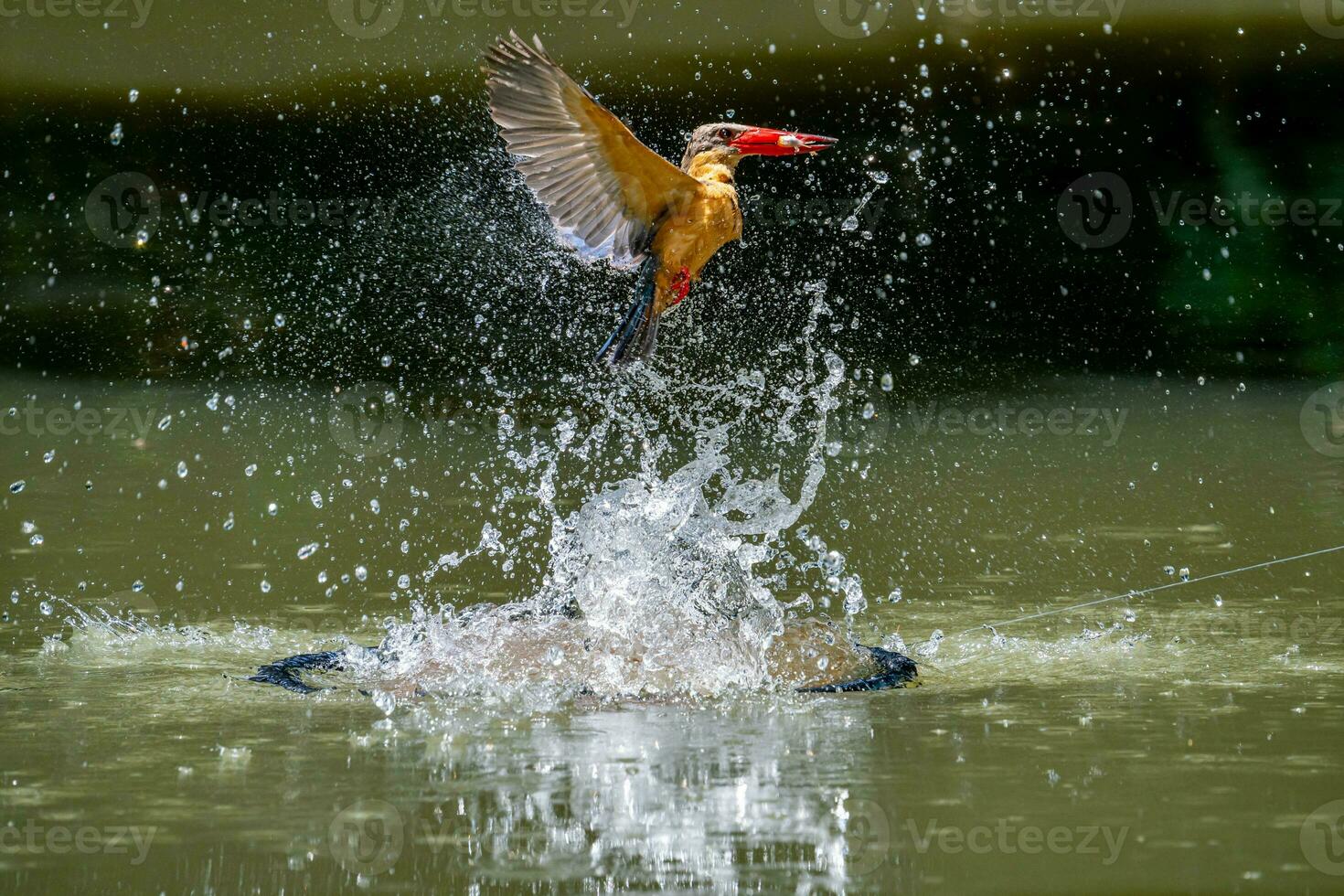 ooievaarsbek ijsvogel vliegend met vis foto