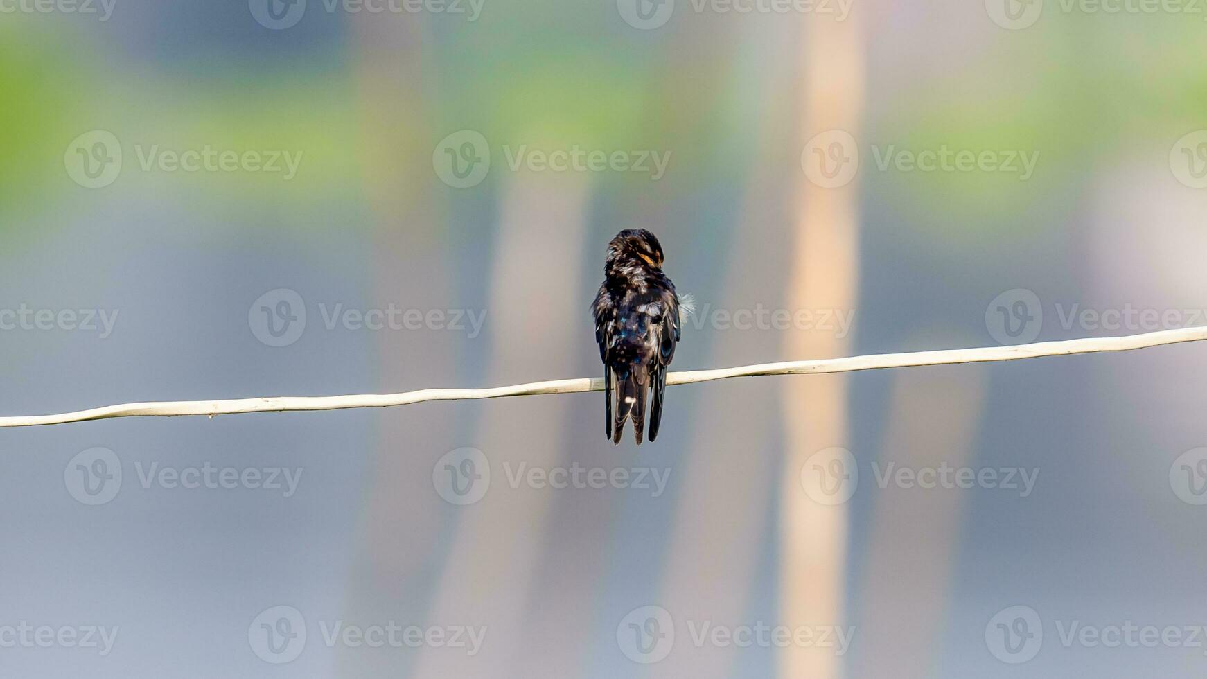 schuur slikken neergestreken Aan draad foto