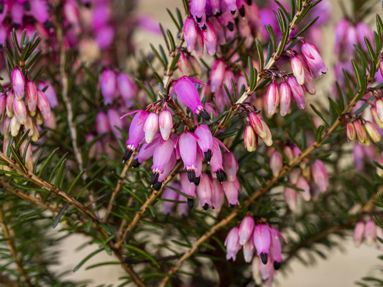 close-up van de bloemen van heide erica carnea winterzon foto