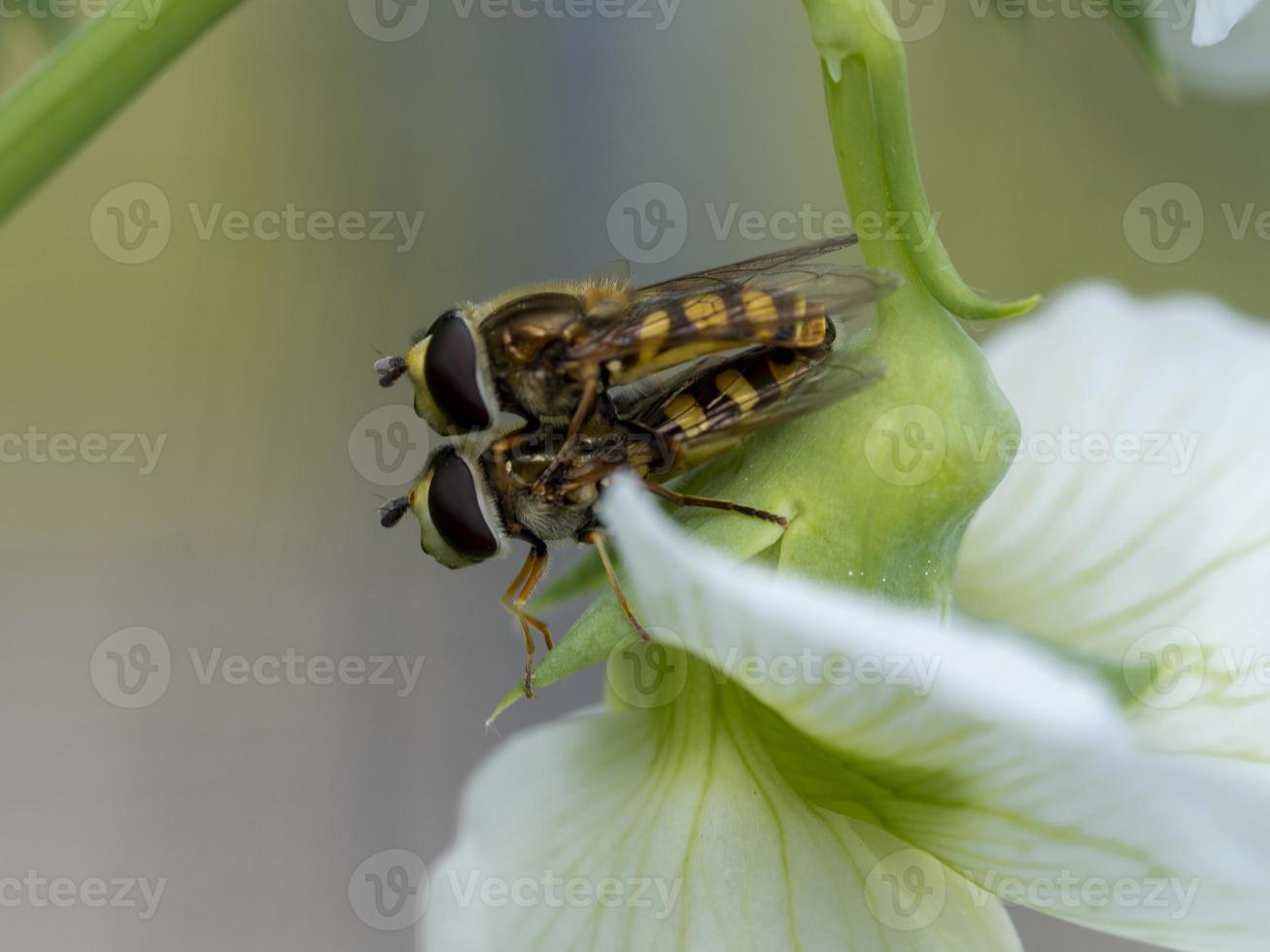 twee zweefvliegen paren op een witte bloem foto